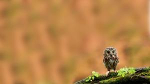 Young Owl wallpaper thumb