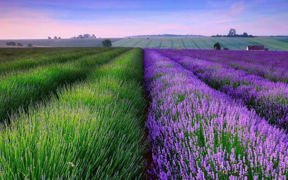 England summer lavender fields, house, dusk wallpaper,England HD wallpaper,Summer HD wallpaper,Lavender HD wallpaper,Fields HD wallpaper,House HD wallpaper,Dusk HD wallpaper,1920x1200 wallpaper