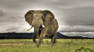 Big animals, elephant wallpaper thumb