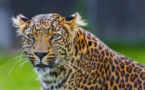 Animals, leopard, predator, face, green eyes wallpaper thumb