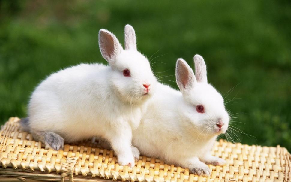 Cute Bunny, Adorable, Rabbits, White Fur, Red Eyes wallpaper,cute bunny wallpaper,adorable wallpaper,rabbits wallpaper,white fur wallpaper,red eyes wallpaper,1440x900 wallpaper