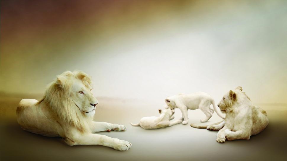 Lions, Cubs, Family, Lioness, Animals wallpaper,lions HD wallpaper,cubs HD wallpaper,family HD wallpaper,lioness HD wallpaper,1920x1080 wallpaper