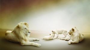 Lions, Cubs, Family, Lioness, Animals wallpaper thumb