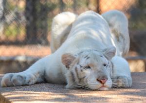 tiger, albino, baby, predator, lies wallpaper thumb