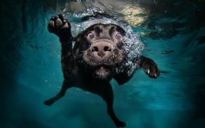 Funny dog diving wallpaper thumb