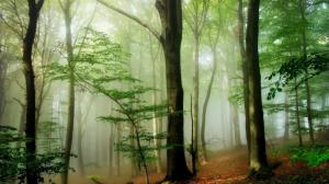 Foggy Forest wallpaper thumb