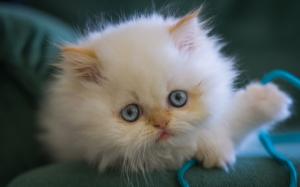 White kitten, fluffy, blue eyes wallpaper thumb