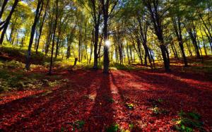 Forest, trees, shade, sun wallpaper thumb