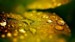 Macro Leaf Water Drops HD wallpaper thumb