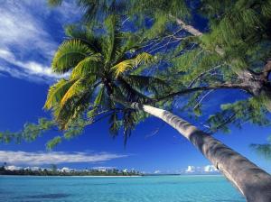 Palm Tree Society Island Beach HD wallpaper thumb