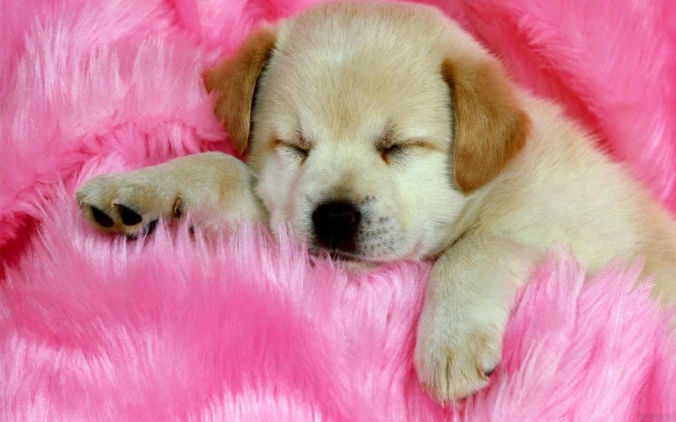 Sleeping Puppy wallpaper,puppy HD wallpaper,blanket HD wallpaper,cute HD wallpaper,pink HD wallpaper,3d & abstract HD wallpaper,1920x1200 wallpaper