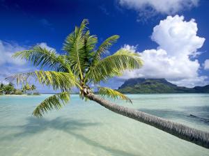 Palm Tree Tree Landscape Ocean Island Tropical HD wallpaper thumb