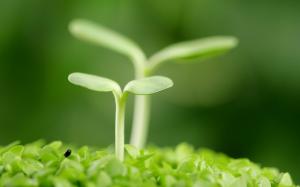 Small Green Plants wallpaper thumb