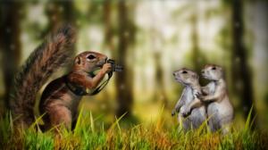 Funny Animals Squirrels wallpaper thumb