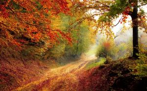 Autumn, road, trees, yellow red leaves, glare wallpaper thumb