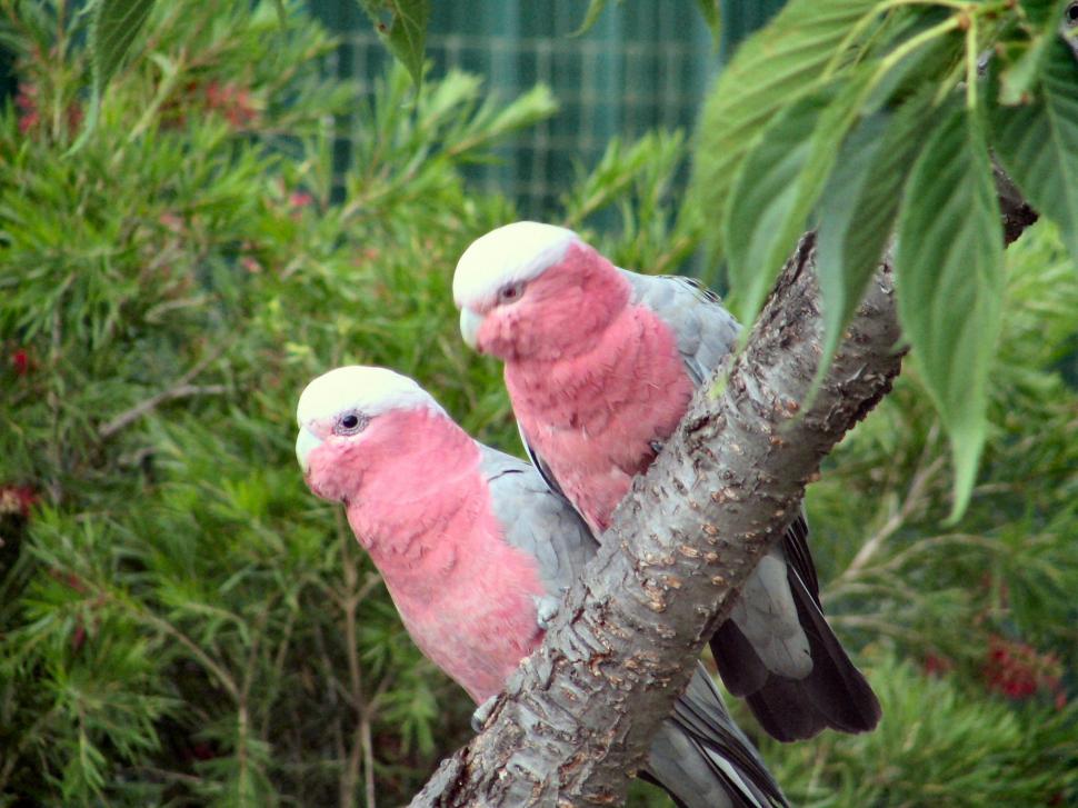 Pink Galahs wallpaper,parrots HD wallpaper,australia HD wallpaper,tree HD wallpaper,galahs HD wallpaper,garden HD wallpaper,animals HD wallpaper,2048x1536 wallpaper