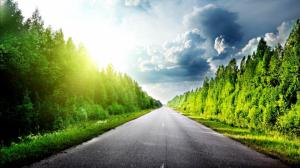 Endless Road In A Grove Of Trees wallpaper thumb