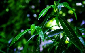 Green Plant Leaf Leaves Water Drop Water Beads Macro Bokeh HD wallpaper thumb