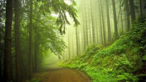 Path Trail Forest Trees Mist Fog HD wallpaper thumb