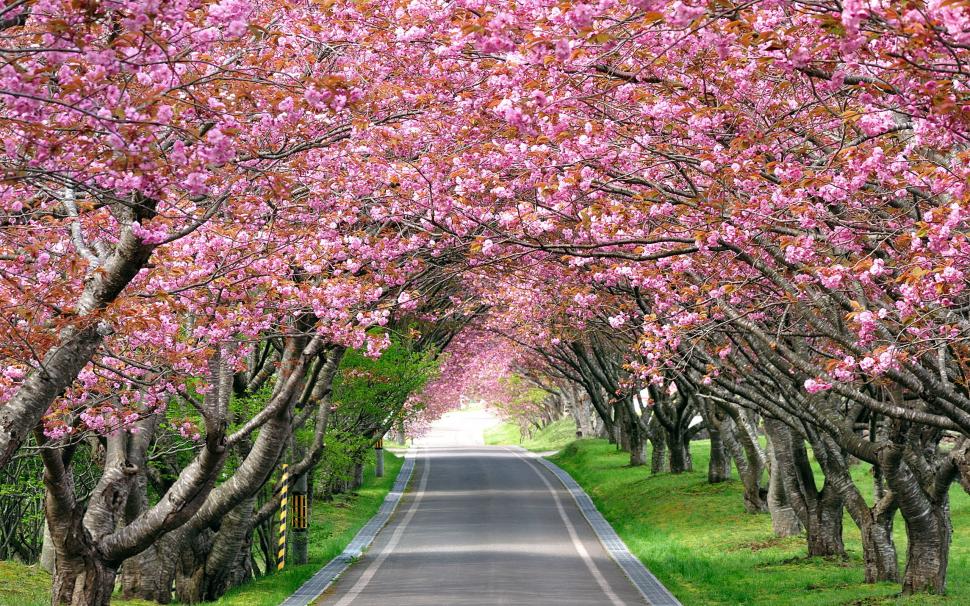 Splendid Cherry Blossom wallpaper,cherry HD wallpaper,cherry blossom HD wallpaper,landscape HD wallpaper,road HD wallpaper,2560x1600 wallpaper