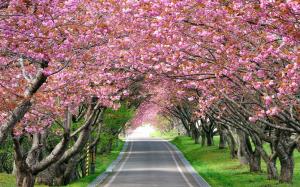 Splendid Cherry Blossom wallpaper thumb