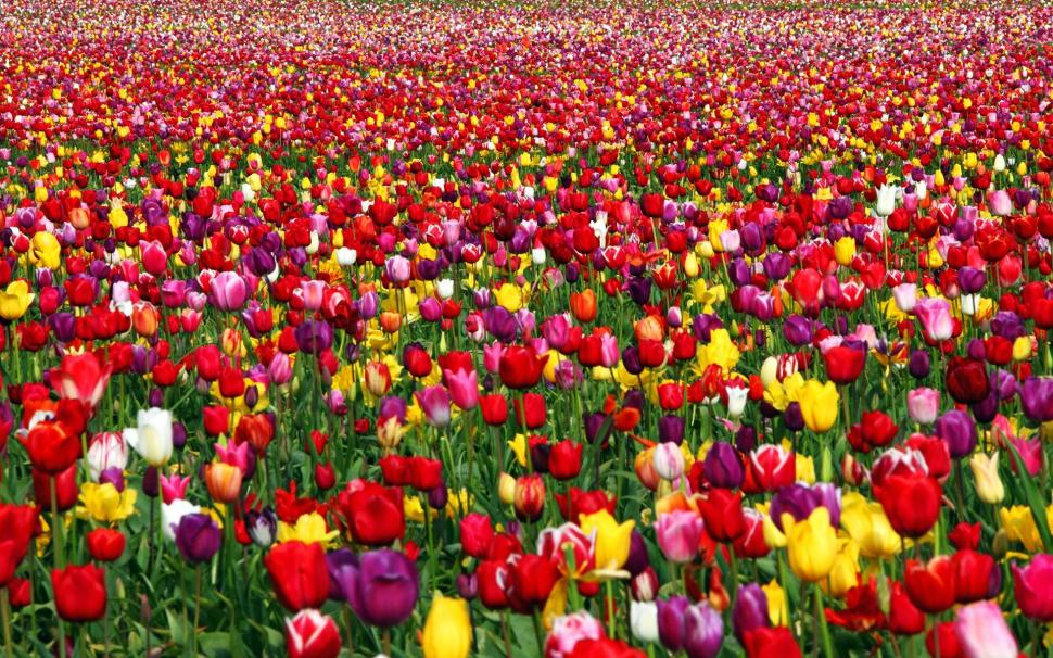 Amazing Carpet Of Tulips wallpaper,nature HD wallpaper,fields HD wallpaper,tulips HD wallpaper,flowers HD wallpaper,nature & landscapes HD wallpaper,1920x1200 wallpaper