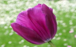 Purple Tulip Against Meadow wallpaper thumb