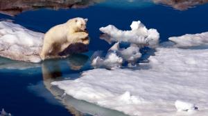 Brave Little Polar Bear wallpaper thumb