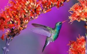Beautiful birds hummingbird wallpaper thumb