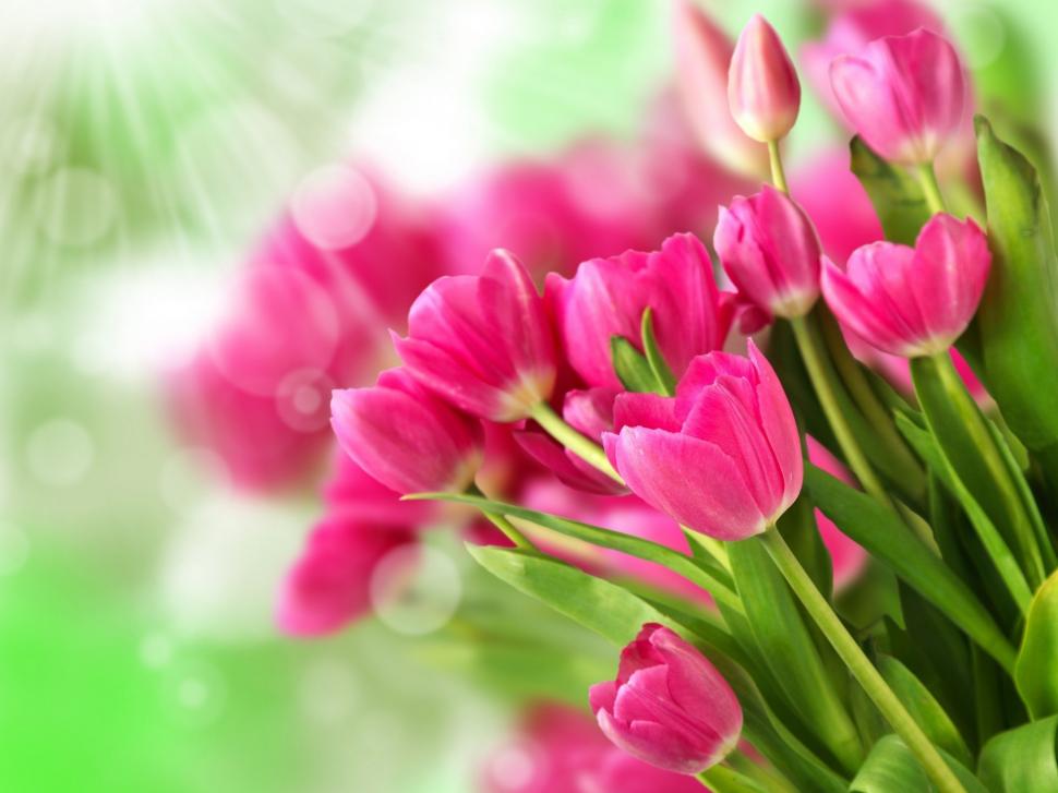Pink flowers, bouquet tulips wallpaper,Pink HD wallpaper,Flowers HD wallpaper,Bouquet HD wallpaper,Tulips HD wallpaper,1920x1440 wallpaper