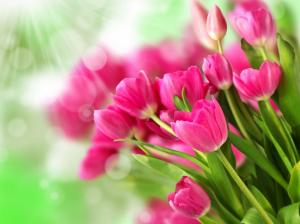 Pink flowers, bouquet tulips wallpaper thumb