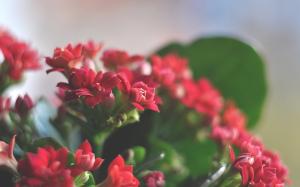 Beautiful Red Flowers HD wallpaper thumb