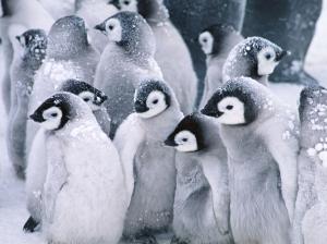 Cute Arctic Penguins wallpaper thumb