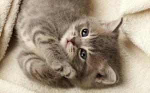 Cute gray kitten, sleep, face, eyes wallpaper thumb
