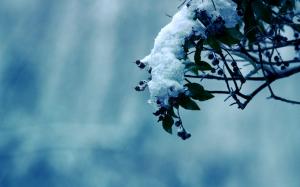 Snow Winter Leaves HD wallpaper thumb