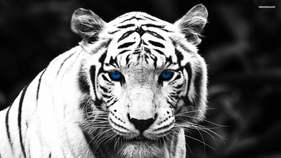 Blue Eyed Tiger wallpaper,tiger HD wallpaper,white tiger HD wallpaper,big cats HD wallpaper,nature HD wallpaper,wildlife HD wallpaper,animals HD wallpaper,1920x1080 wallpaper
