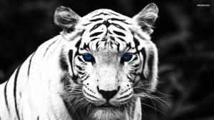 Blue Eyed Tiger wallpaper thumb