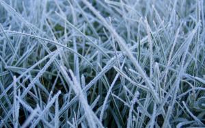 Frost Grass Macro HD wallpaper thumb