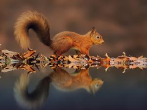 Small squirrel, the reflection in the water, leaves in autumn wallpaper thumb