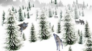Winters Wolves wallpaper thumb