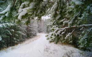 Road in the snowy forest wallpaper thumb