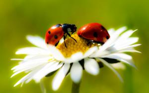 Ladybugs In Daisy wallpaper thumb