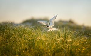 Bird flying, grass, summer wallpaper thumb