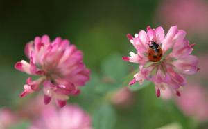 Ladybug&clover Flowers wallpaper thumb