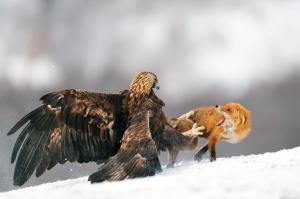 Eagle and fox war wallpaper thumb