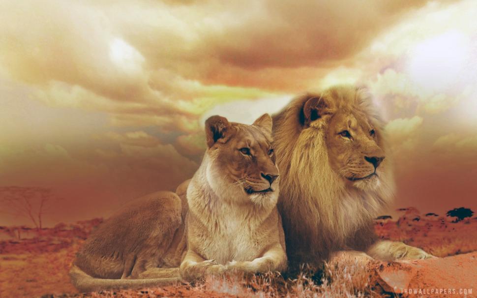 Lions Femle Male wallpaper,male HD wallpaper,femle HD wallpaper,lions HD wallpaper,1920x1200 wallpaper