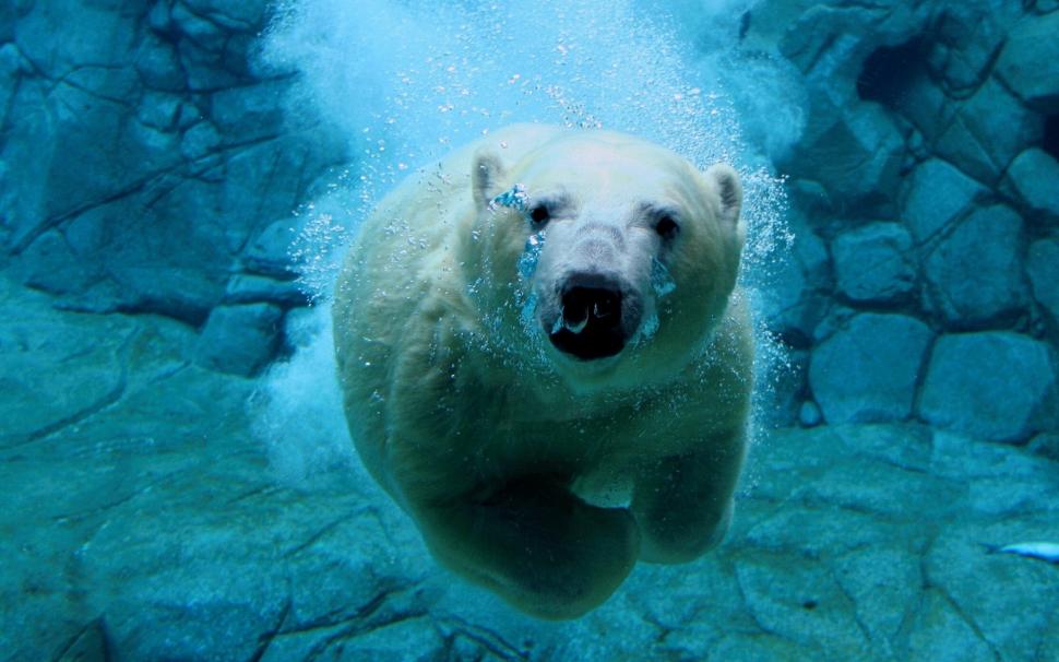 Polar Bear Diving wallpaper,polar bear HD wallpaper,water HD wallpaper,bear HD wallpaper,1920x1200 wallpaper