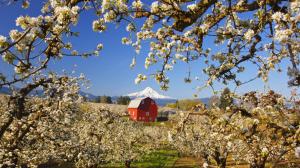 Garden of apple trees, white flowers blooming, red house wallpaper thumb