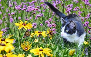 Cat playing in the field wallpaper thumb