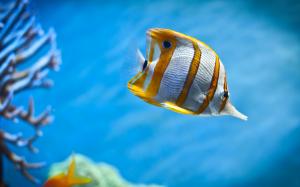 Copperb Butterfly Fish wallpaper thumb